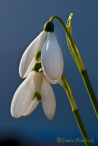 Snow Drop, Double