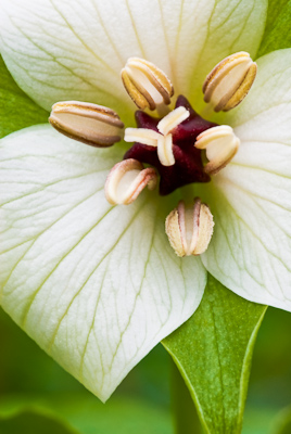 Trillium