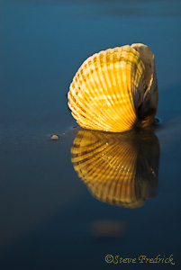 Shels on Beach