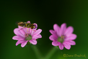 Pink Flowers