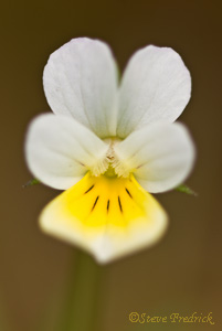 Yellow Violet